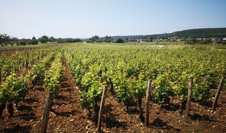 paysage bourguignon de champs de vignes