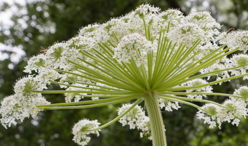 berce du caucase plante bortsch