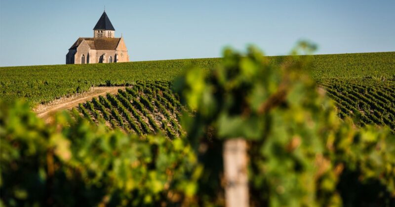 paysage vignobles de chablis